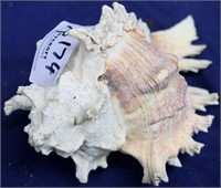 Muricidae shell 14cm