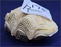 Tridacnidae Shell (Clam) 9cm