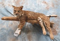 HUGE 3 DAY TAXIDERMY KING SALE - DAY 01