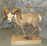 HUGE 3 DAY TAXIDERMY KING SALE - DAY 01