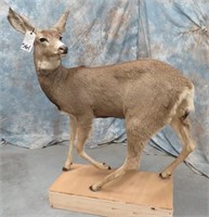 HUGE 3 DAY TAXIDERMY KING SALE - DAY 02