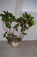 Potted Croton Plant