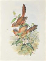 J. Gould & H.C. Richter Ornithological Lithograph