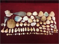 Various Caribbean & Mediterranean Sea Shells