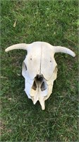 Real Buffalo Skull