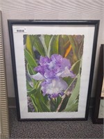 Black Framed Purple Iris Print