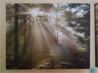 Pair Canvas Wrapped Forest Photos