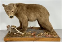 Brown bear taxidermy mount, life size,
