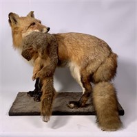 Red fox taxidermy mount, life size with squirrel,