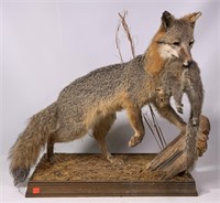 Gray fox taxidermy mount, life size with squirrel,