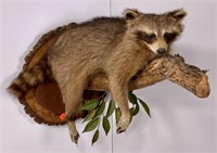 Raccoon taxidermy mount, life size, wall mount,