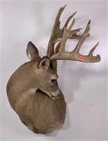 Whitetail deer shoulder taxidermy mount,