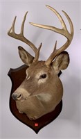 Whitetail deer shoulder taxidermy mount,