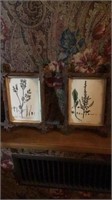Two framed herbs pictures