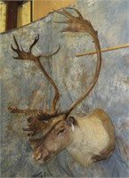 HUGE 3 DAY TAXIDERMY KING SALE - DAY 03