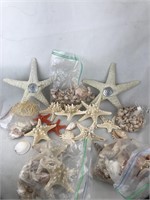 Various seashells and starfish