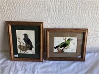 2 Framed Bird Pictures