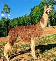 Spring Fling Online Llama Auction