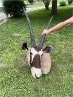 African Gemsbok Mount