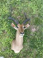 African Antelope Mount