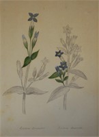 ANTIQUE BOTANICAL LITHOGRAPH HAND COLORED