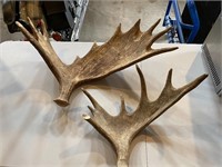 Moose Antlers