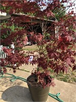 5 year old Japanese Maple in Container 6' -7' tall