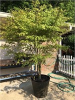 5 year old Japanese Green Maple in container
