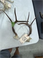 Set of 2 Deer Antlers