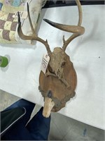 Deer Skull w/Antler