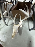 Deer Skull w/Antlers