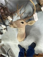 Deer Head w/Antlers Large
