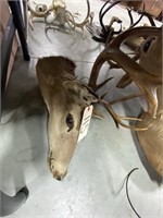 Deer Head w/Antlers-small