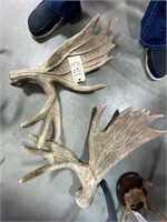 Moose Antlers-Pair