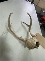 Small Antlers
