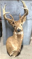 13 Point Mounted Whitetail deer great Shape