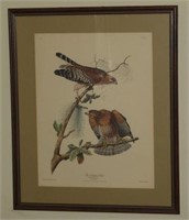 Framed print of Engraving of Red Shouldered