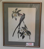 Framed print of Engraving of Forked-Tailed