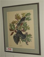 Framed print of etching of Canada Jay published