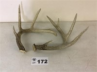 DEER ANTLERS