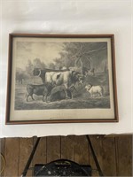 ENGLISH PRINT OF PRIZE CATTLE