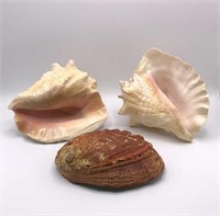 Conch Seashell Lot