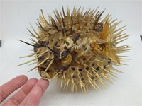 PUFFER FISH