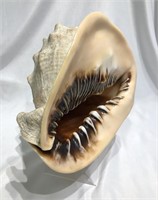 Vintage Conch Shell