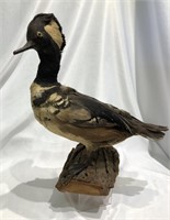 Vintage Stuffed Duck Taxidermy