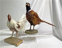 Taxidermy Pheasant & Rooster