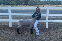 2021 Silver Dollar Fair Jr Livestock Auction