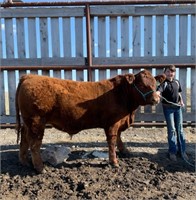 Fort Macleod 4-H Beef Club Auction