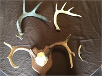 Collection of Antlers