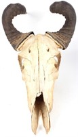 AFRICAN RED HARTEBEEST SKULL AND HORNS 23"
